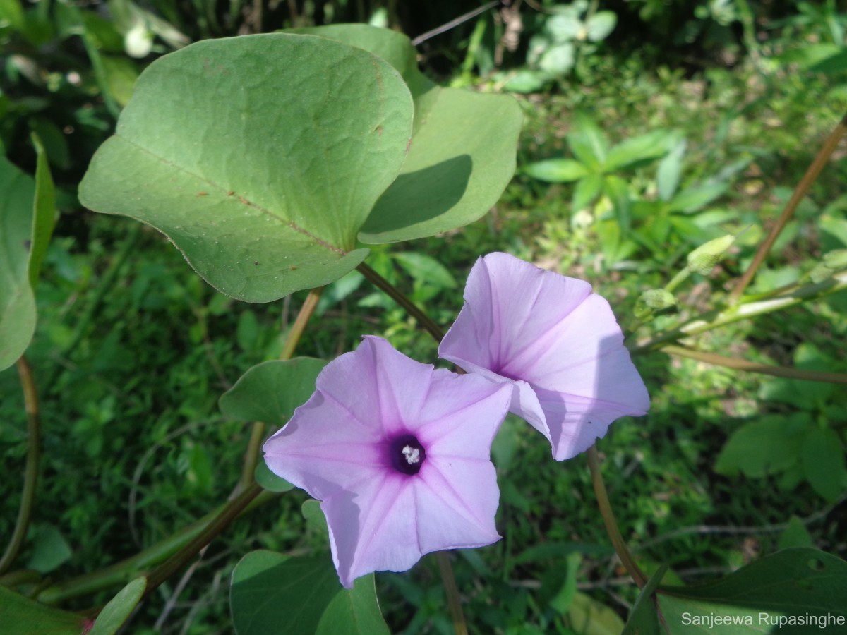 Ipomoea asarifolia (Desr.) Roem. & Schult.